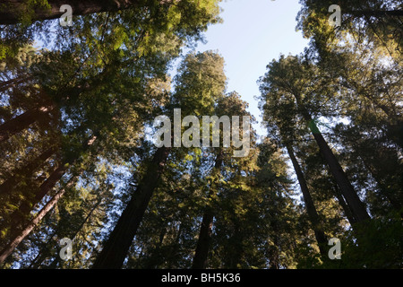 Couronne d'arbres, parc d'État et national Redwood en Californie, Etats-Unis Banque D'Images