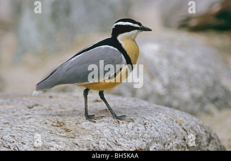 Pluvier siffleur égyptien - debout sur un rocher / Pluvianus aegyptius Banque D'Images