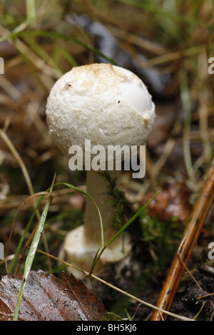 Faux Champignon Deathcap immatures Banque D'Images