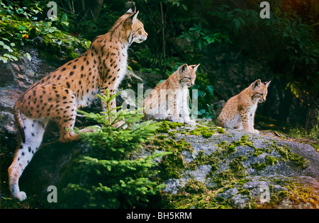 Lynx eurasien avec deux oursons - assis sur un rocher / Lynx lynx Banque D'Images