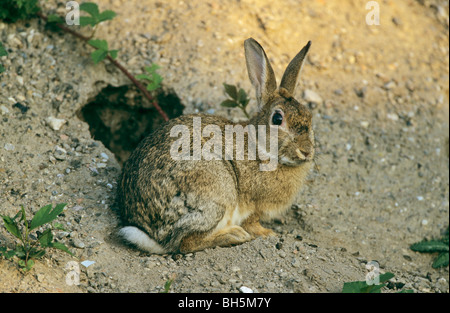 Lapin - assis en face d'un den / Oryctolagus cuniculus Banque D'Images