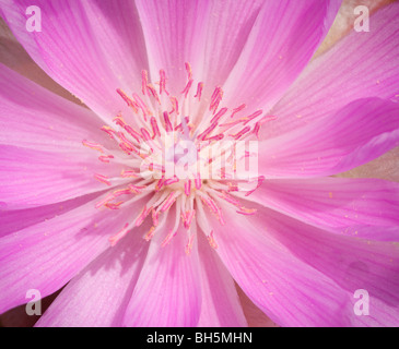 Bitterroot(Lewisia rediviva) en fleur, fleur de l'état de Montana Banque D'Images