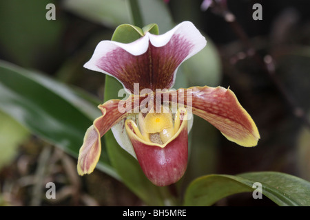 Slipper espèces orchidées Paphiopedilum prises sur le Zoo de Chester, England, UK Banque D'Images