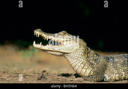 Caiman Yacare - portrait / Caiman yacare Banque D'Images