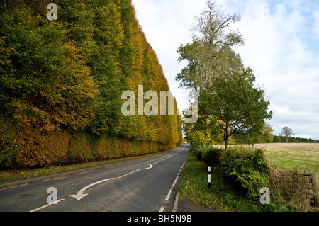 dh Meikleour Beech Hedge MEIKLEOUR PERTHSHIRE Scottish Jacobite Rebellion 1745 hêtres hedge automne ecosse highlands jacobites a93 route bordée royaume-uni Banque D'Images