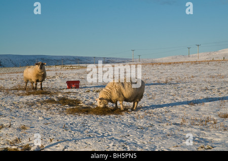 dh Sheep BÊTES Royaume-Uni Écosse pâturage neige champ couvert manger fourrage hiver compléments alimentaires écossais bétail froid animal nourrir le bétail Banque D'Images