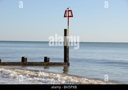 Mouette perchée sur épi Banque D'Images