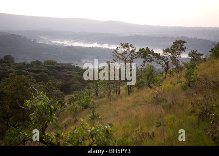 La réserve de la forêt de Kakamega - Kenya occidental Banque D'Images