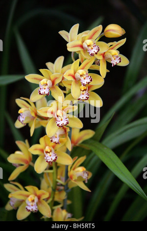 Cymbidium Orchidée hybride, Orchidaceae Banque D'Images