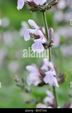 La sauge (Salvia officinalis 'Rosea') Banque D'Images