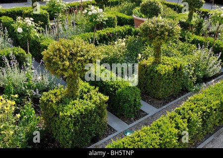 Buis commun (Buxus sempervirens) Banque D'Images