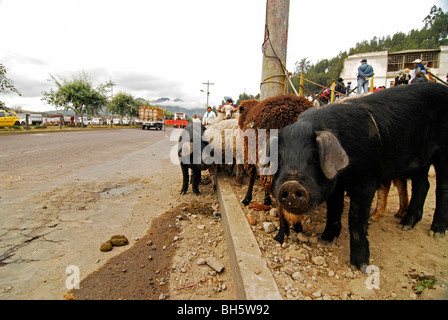 L'Équateur, Otavalo, vue d'un cochon noir curieux au milieu permanent brown moutons et autres porcs attaché à un poste électrique en bois Banque D'Images