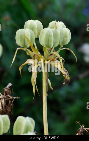 Couronne impériale (fritillaria imperialis 'rubra' maxima) Banque D'Images