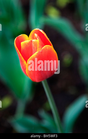 Gros plan sur une orange et jaune tulipe panachée sur show à Ottawa, Ontario, Canada. Banque D'Images