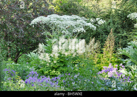 La berce laineuse (Heracleum lanatum), barbe de chèvre (aruncus) et géranium sanguin (geranium) Banque D'Images