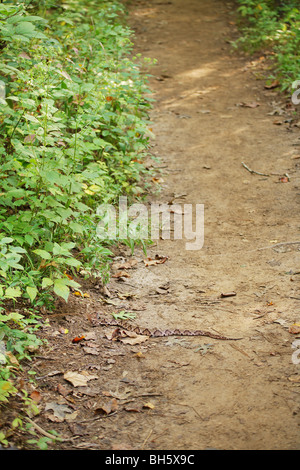 Grand SERPENT COPPERHEAD PORTANT SUR UN SENTIER DE PÊCHE CAMPING VENIMEUX DANGEREUX Morsure de serpent le plus fréquent en France Banque D'Images