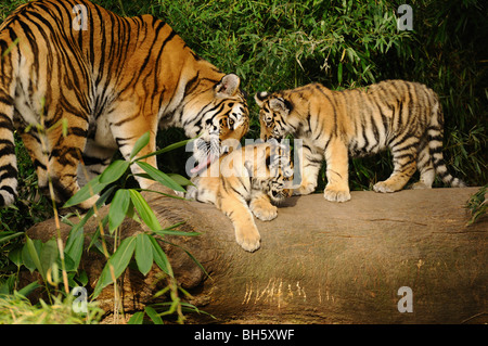 Tigre de Sibérie avec deux oursons / Panthera tigris altaica Banque D'Images