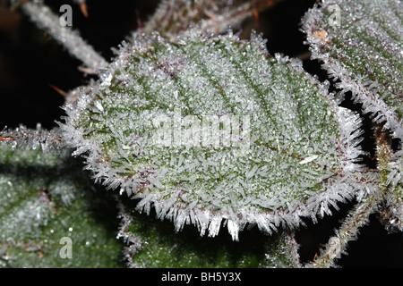 Frosty Bramble feuilles sur Winters jour montrant macro détail de cristaux de glace après une nuit de gel Banque D'Images