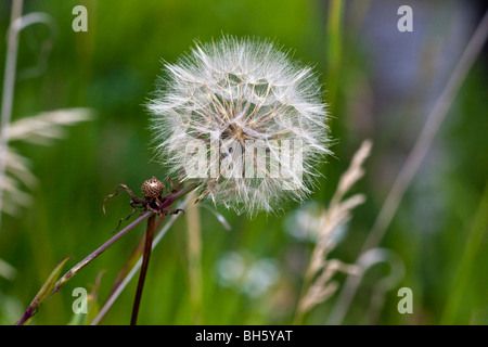 Un pissenlit de soufflage blanc boule de soufflage fleurs sauvages gros plan images au-dessus du ciel Grande résolution horizontale aux États-Unis haute résolution aux États-Unis haute résolution Banque D'Images