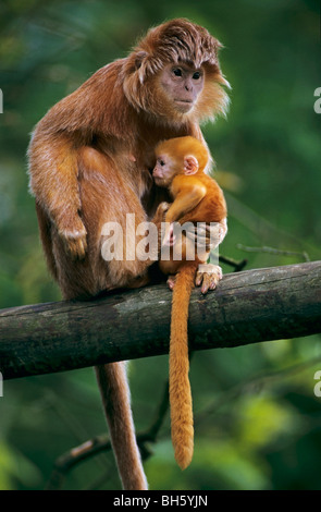 Javan Surili (Trachypithecus comata). Mère avec bébé dans une succursale Banque D'Images