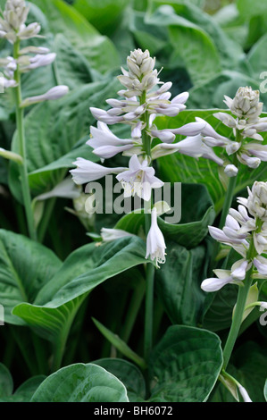 Hosta (Hosta) Banque D'Images