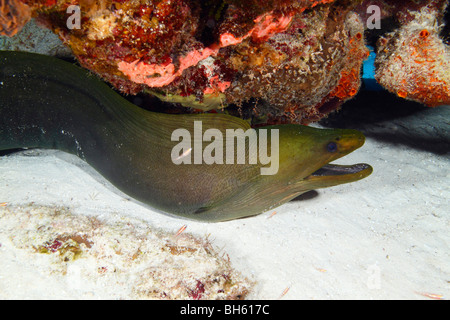 Murène verte piscine entre les coraux aux couleurs vives sur un fond de sable. Banque D'Images