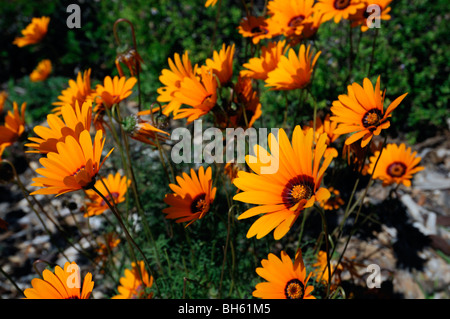 Printemps fleurs annuelles du jardin botanique de Kirstenbosch Cape Town Afrique du Sud de couleur orange couleur de fleurs sauvages Banque D'Images