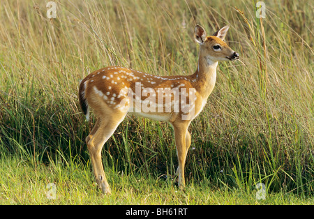 Le cerf de Virginie - cub debout sur flower meadow / Odocoileus virginianus Banque D'Images
