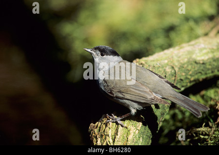 Blackcap (Sylvia atricapilla), homme perché Banque D'Images