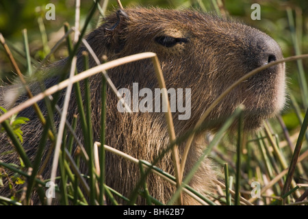 Capybara ; Wasserschwein ; Hydrochoerus hydrochaeris carpincho ; Banque D'Images