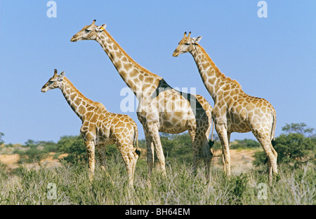 Trois girafes Giraffa camelopardalis / permanent - Banque D'Images