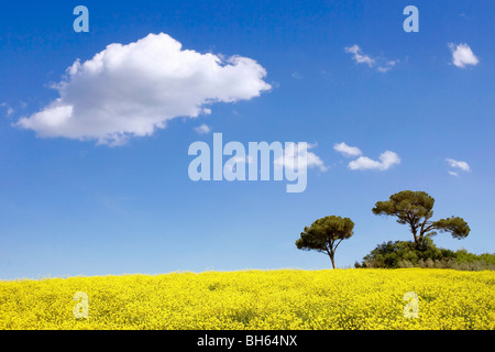 Crete senesi au printemps Banque D'Images
