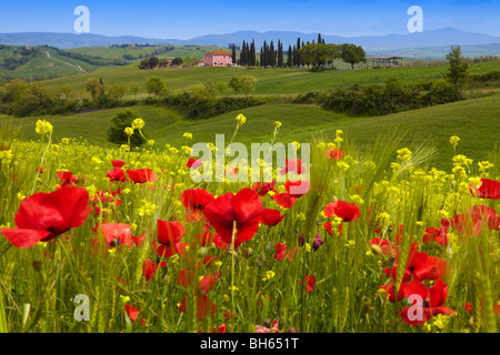 D'Orcia au printemps Banque D'Images