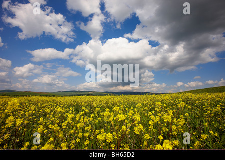 D'Orcia au printemps Banque D'Images