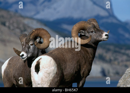 Le Mouflon des montagnes Rams (Ovis canadensis), le Parc National Jasper, Rocheuses canadiennes, l'Alberta, Canada - American Wildlife Banque D'Images