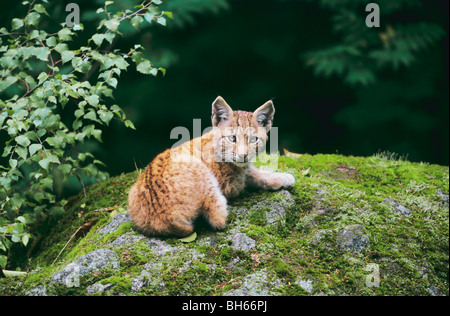 Lynx eurasien (Lynx lynx). Jeune couché sur un rocher mousseline Banque D'Images