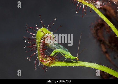 Le rossolis, Carinvorous se nourrissant de plantes, Chrysope Chrysoperla carnea, Drosera scorpioides, Munich, Bavière, Allemagne Banque D'Images