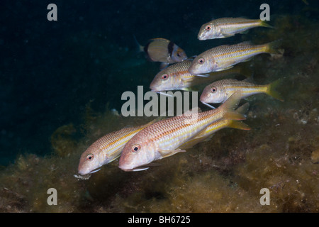 Mullus surmuletus, rougets, Tamariu, Costa Brava, Espagne, Mer Méditerranée Banque D'Images