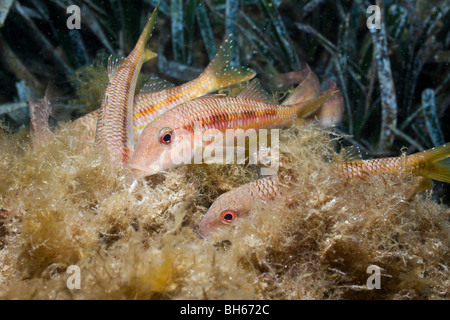 Rougets à la recherche de proies, Mullus surmuletus, Tamariu, Costa Brava, Espagne, Mer Méditerranée Banque D'Images