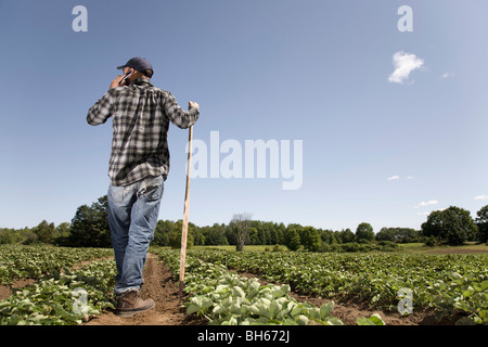 Farmer in field talking on cell phone Banque D'Images