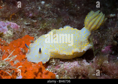 Méditerranée Dorid Slug, Hypselodoris elegans, Tamariu, Costa Brava, Espagne, Mer Méditerranée Banque D'Images