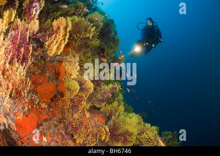 Scuba Diver et variable, gorgones Paramuricea clavata, Tamariu, Costa Brava, Espagne, Mer Méditerranée Banque D'Images