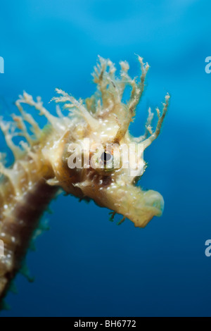 Portrait d'Longsnouted, hippocampes Hippocampus ramulosus, Tamariu, Costa Brava, Espagne, Mer Méditerranée Banque D'Images