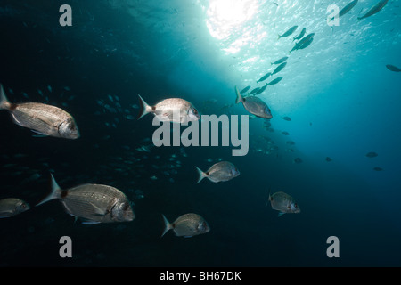 Deux bandes de dorades, Diplodus vulgaris, Carall Bernat, Îles Medes, Costa Brava, Espagne, Mer Méditerranée Banque D'Images