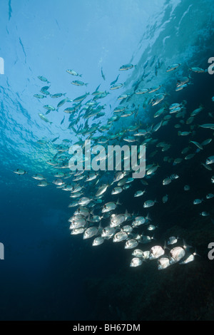 Deux bandes de dorades, Diplodus vulgaris, Carall Bernat, Îles Medes, Costa Brava, Espagne, Mer Méditerranée Banque D'Images