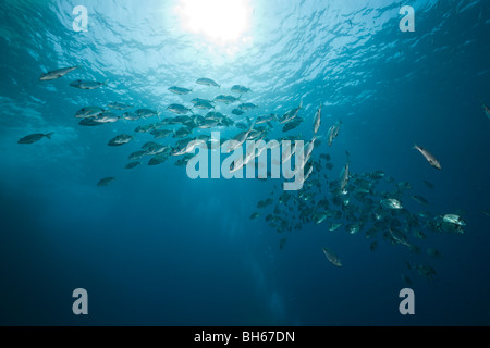 Deux bandes de dorades, Diplodus vulgaris, Carall Bernat, Îles Medes, Costa Brava, Espagne, Mer Méditerranée Banque D'Images