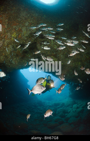 Scuba Diver et dorades dans Cave, Diplodus vulgaris, Dofi Nord, Îles Medes, Costa Brava, Espagne, Mer Méditerranée Banque D'Images