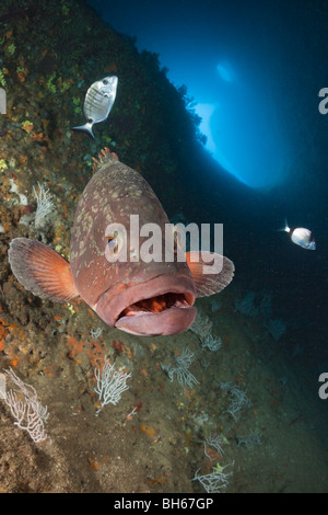 Mérou sombre à l'intérieur de grotte, Epinephelus marginatus, Dofi Nord, Îles Medes, Costa Brava, Espagne, Mer Méditerranée Banque D'Images