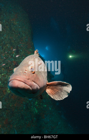 Mérou sombre à l'intérieur de grotte, Epinephelus marginatus, Dofi Nord, Îles Medes, Costa Brava, Espagne, Mer Méditerranée Banque D'Images