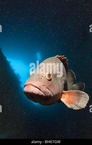 Mérou sombre à l'intérieur de grotte, Epinephelus marginatus, Dofi Nord, Îles Medes, Costa Brava, Espagne, Mer Méditerranée Banque D'Images